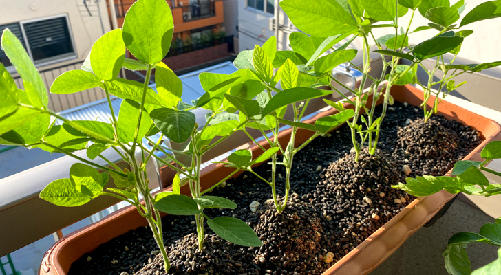 ベランダ菜園